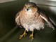 Alassio, sparviere soccorso dai volontari della Protezione Animali Alassio, sparviere soccorso dai volontari della Protezione Animali