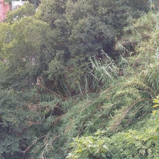 Alassio, proseguono gli interventi si pulizia di rii e torrenti