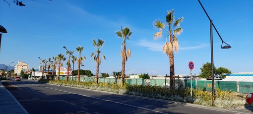 Le palme del fronte mare di via Nizza stanno appassendo