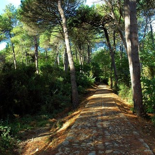 Peste suina, da oggi via libera al ritorno nei sentieri, ma con alcune precauzioni
