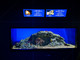 All’Acquario una nuova sala dedicata alle Aree Marine Protette della Liguria (Foto) All’Acquario una nuova sala dedicata alle Aree Marine Protette della Liguria (Foto)
