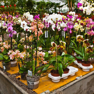 Ad Albisola il primo "Cash Mob Etico" organizzato in Liguria