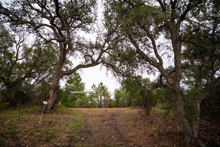 "Salviamo la sughereta della Natta", a Celle un sit in per illustrare lo stato di abbandono e degrado "Salviamo la sughereta della Natta", a Celle un sit in per illustrare lo stato di abbandono e degrado