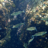 Sottocosta …a cura di Ghjuvan Pasquale Sottocosta …a cura di Ghjuvan Pasquale