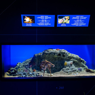 All’Acquario una nuova sala dedicata alle Aree Marine Protette della Liguria (Foto)