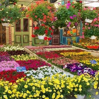Tutto pronto per "Savona in Fiore": la rassegna dedicata al florovivaismo