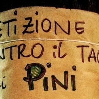 Savona, "Non tagliate i pini di corso Tardy e Benech!": oltre mille firme per la petizione