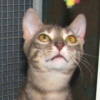 Stella abbandonata e investita. Curata e "riparata" dall'Enpa a proprie spese, cerca casa