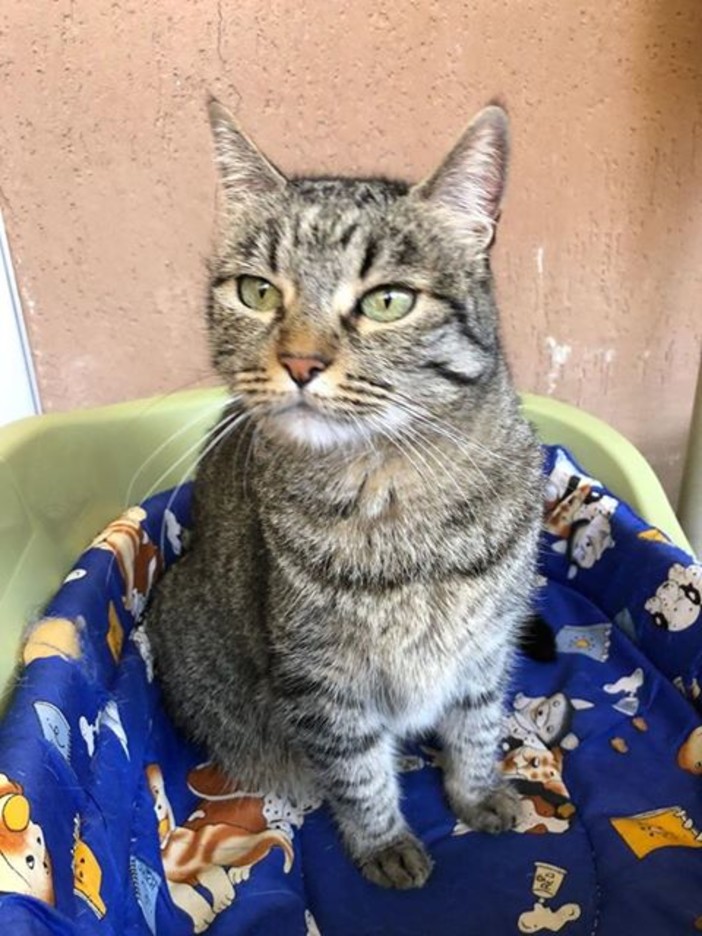 Due gatte cercano casa urgentemente, la loro mamma umana non le può più tenere Due gatte cercano casa urgentemente, la loro mamma umana non le può più tenere