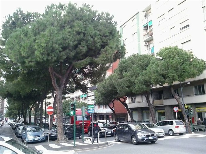 Savona, il WWF: "Salvate i pini di corso Tardy e Benech!"