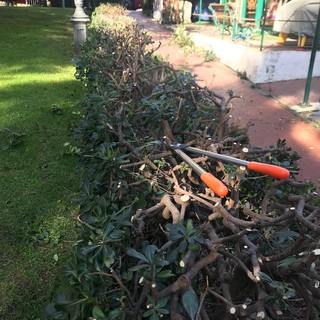 Alassio: al via la potatura delle siepi