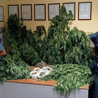 La Guardia di Finanza scopre una piantagione di canapa indiana a Onzo: 55enne denunciato La Guardia di Finanza scopre una piantagione di canapa indiana a Onzo: 55enne denunciato