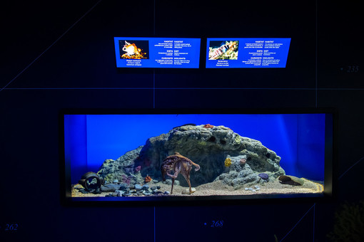 All’Acquario una nuova sala dedicata alle Aree Marine Protette della Liguria (Foto)