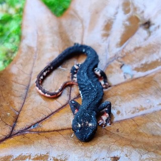 Chi si rivede nel Parco del Beigua: il ritorno della Salamandrina dagli occhiali
