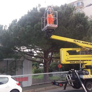Savona, iniziata la disinfestazione degli alberi dai nidi delle processionarie (FOTO)