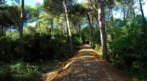 Peste suina, da oggi via libera al ritorno nei sentieri, ma con alcune precauzioni Peste suina, da oggi via libera al ritorno nei sentieri, ma con alcune precauzioni