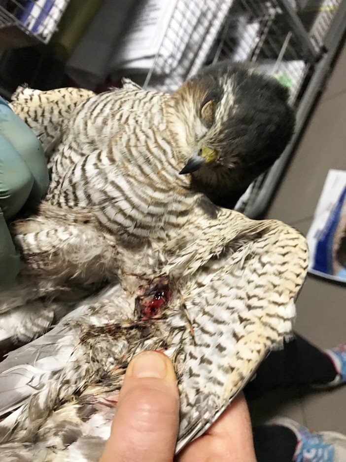 La segnalazione dell'ENPA: "Bracconieri a Spotorno" La segnalazione dell'ENPA: "Bracconieri a Spotorno"