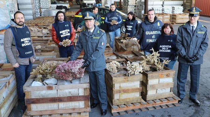 Mega sequestro di corallo: era destinato ad un'azienda del ponente (VIDEO) Mega sequestro di corallo: era destinato ad un'azienda del ponente (VIDEO)