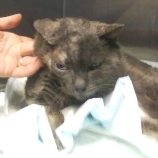 Lo trovarono quasi morto e lo chiamarono "Sfigatto": 780 Euro per ripararlo. Ora sta "bene" e per lui ENPA cerca una casa