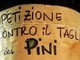 Savona, "Non tagliate i pini di corso Tardy e Benech!": oltre mille firme per la petizione