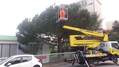 Savona, iniziata la disinfestazione degli alberi dai nidi delle processionarie (FOTO)