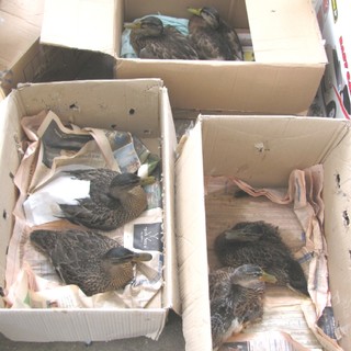 Savona: moria di animali alla foce del Letimbro. Enpa "Emergenza"