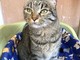 Due gatte cercano casa urgentemente, la loro mamma umana non le può più tenere Due gatte cercano casa urgentemente, la loro mamma umana non le può più tenere