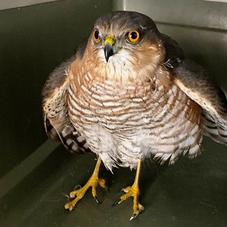Alassio, sparviere soccorso dai volontari della Protezione Animali
