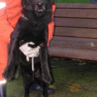 Pietra: Lemon, perso e ritrovato in autostrada