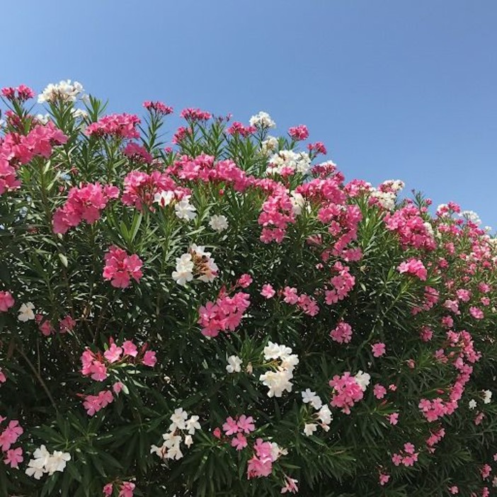 Ceriale, nuova siepe in via Pineo: ma i furti di piante indignano la comunità Ceriale, nuova siepe in via Pineo: ma i furti di piante indignano la comunità