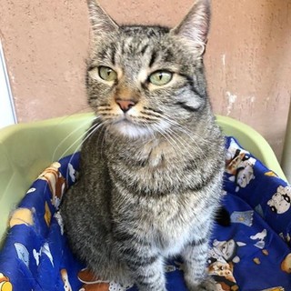Due gatte cercano casa urgentemente, la loro mamma umana non le può più tenere