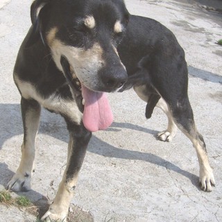 Savona: il piccolo lupetto Romeo cerca casa