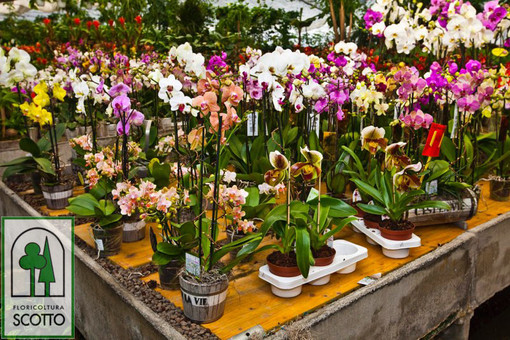 Ad Albisola il primo "Cash Mob Etico" organizzato in Liguria