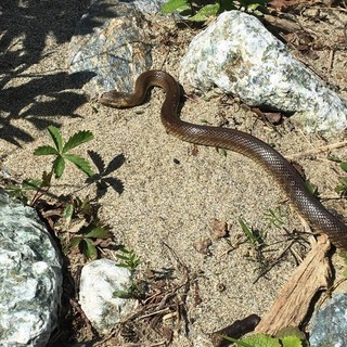 Un serpente in garage a Savona: catturato e consegnato alla protezione animali (VIDEO)