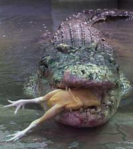 Andora, buon appetito con carne di pitone e coccodrillo: i NAS sequestrano tutto Andora, buon appetito con carne di pitone e coccodrillo: i NAS sequestrano tutto