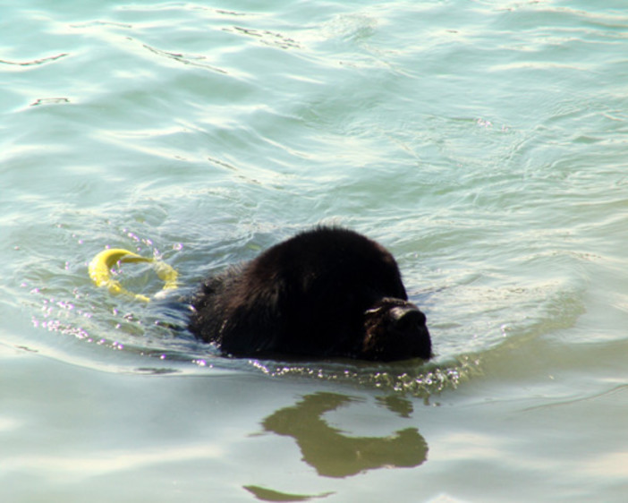 Liguria: tempo di esami per i cani bagnino