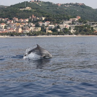 Il comune di Finale Ligure ha aderito alla Carta di partenariato del Santuario Pelagos