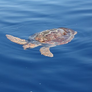 Finale Ligure amica dei cetacei: il Comune aderisce al Santuario Pelagos