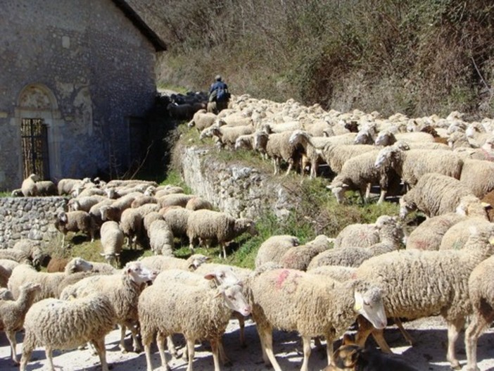La transumanza è patrimonio culturale dell'Unesco La transumanza è patrimonio culturale dell'Unesco