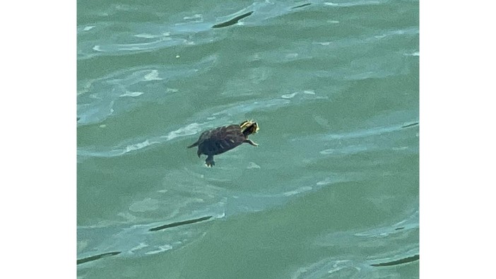 Albenga, avvistata una tartaruga nel Centa: è una Trachemis Scripta pericolosa per le nostre Emys