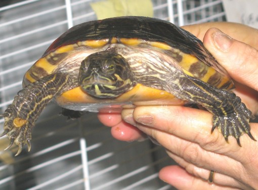 Finale: operatori Enel trovano giovane tartaruga in mezzo alla strada, soccorsa dall'Enpa