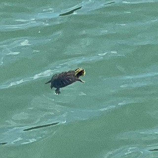 Albenga, avvistata una tartaruga nel Centa: è una Trachemis Scripta pericolosa per le nostre Emys