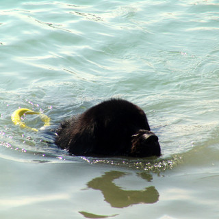 Liguria: tempo di esami per i cani bagnino