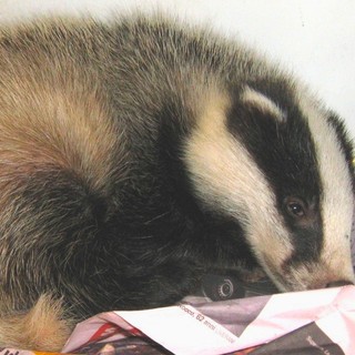 Tassi a rischio, ma la finanza non c'entra. Tre interventi di soccorso della Protezione Animali ieri in provincia di Savona