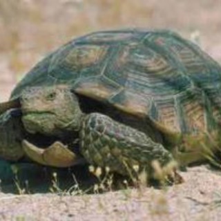 Finale: agricoltore denunciato per rapaci e tartarughe