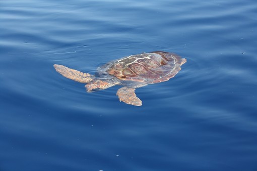 Tartaruga "caretta caretta" recuperata da un diportista al largo di Varazze: ora si trova all'Acquario di Genova Tartaruga "caretta caretta" recuperata da un diportista al largo di Varazze: ora si trova all'Acquario di Genova