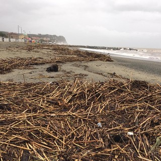 Albissola, spiagge invase dal legname dopo la pioggia del weekend (FOTO)