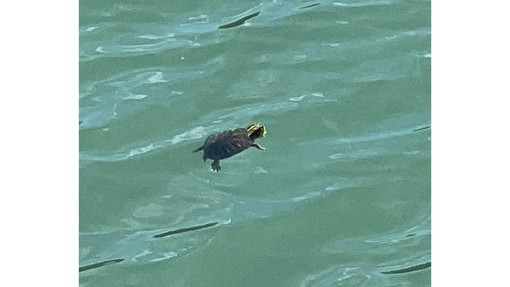 Albenga, avvistata una tartaruga nel Centa: è una Trachemis Scripta pericolosa per le nostre Emys