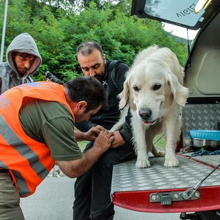 Terremoto, centinaia gli animali soccorsi da Enpa Terremoto, centinaia gli animali soccorsi da Enpa