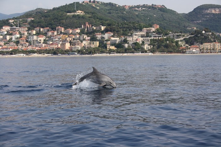Il comune di Finale Ligure ha aderito alla Carta di partenariato del Santuario Pelagos